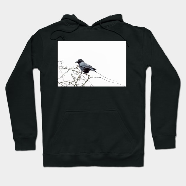 Jackdaw on a branch Hoodie by InspiraImage